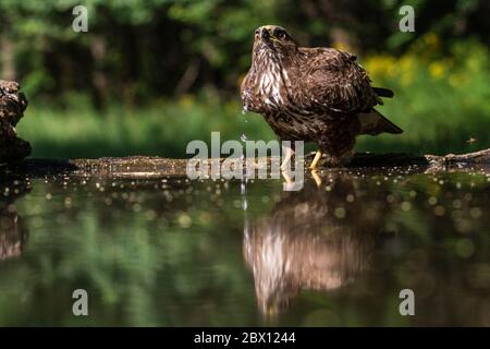 Common buzzard, Buteo buteo drinking water, Kiskunság Nemzeti park, Hungary Stock Photo