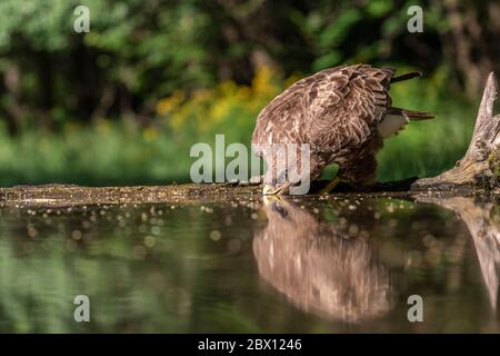 Common buzzard, Buteo buteo drinking water, Kiskunság Nemzeti park, Hungary Stock Photo