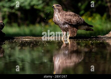 Common buzzard, Buteo buteo drinking water, Kiskunság Nemzeti park, Hungary Stock Photo