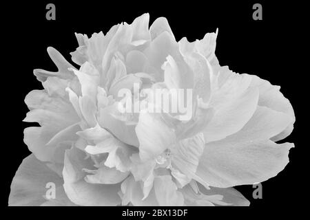 isolated monochrome single white peony blossom on black background Stock Photo