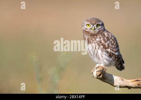 Young Little owl, Athene noctua, stands on a stick on a beautiful background. Stock Photo