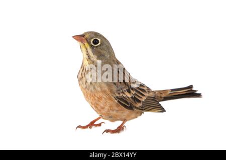 Ortolan, Emberiza hortulana, isolated on a white background Stock Photo