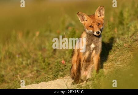 Little Red Fox yawns near his hole in the beautiful sunlight. Vulpes vulpes, copy space. Stock Photo