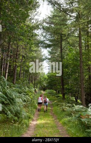 two female hikers walking along a path through Wharncliffe Woods in the Don Valley, South Yorkshire Stock Photo