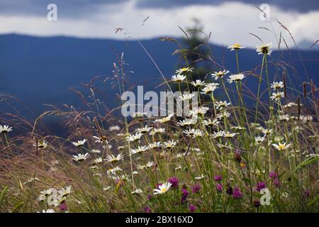 lot of white daisies on a green field Stock Photo