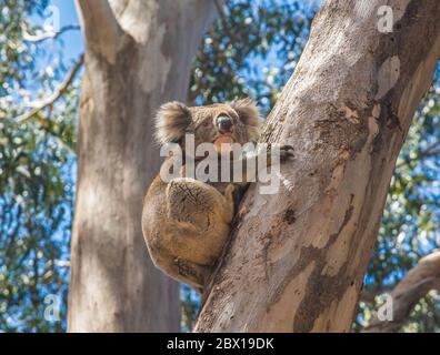 Koala sitting in tree on Kangaroo island, Australia Stock Photo