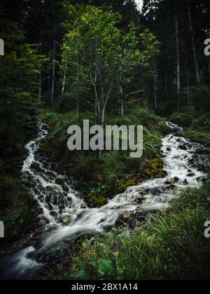 Green tree standing in a forest between two streams Stock Photo