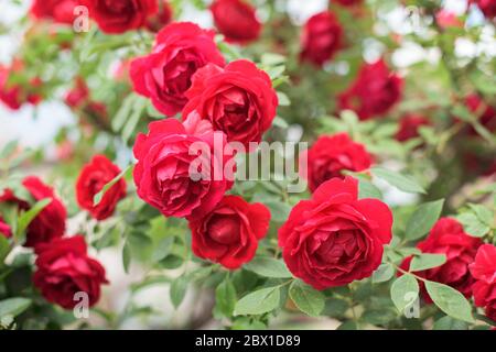 Part of red rose bush with lot of beauthiful red blossoms and green leafs Stock Photo