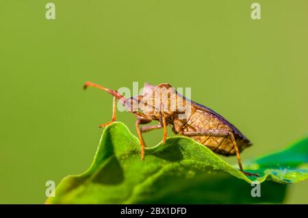 little beetle on a plant Stock Photo