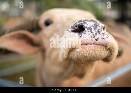 Close up to White Buffalo's nose Stock Photo