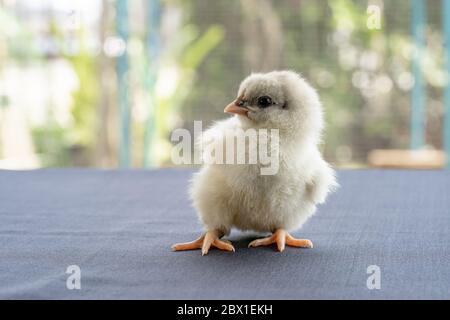 White Baby Australorp Chick stands on white cloth cover the table with bokeh and blur garden at an outdoor field Stock Photo