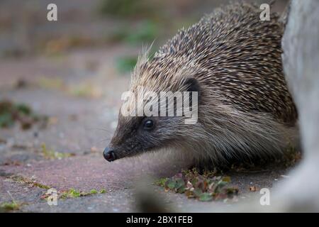 Close, cute, wild UK hedgehog animal (Erinaceus europaeus) isolated outdoors snuffling on UK garden patio. British wildlife mammals. Stock Photo