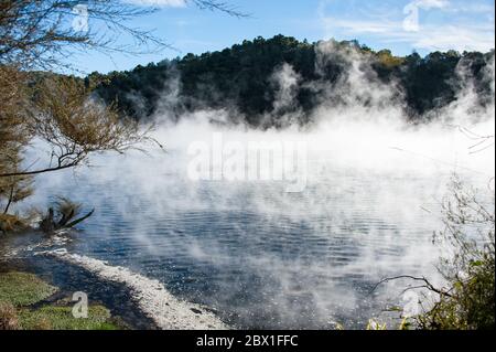 Frying Pan Lake, Waimangu Volcanic Rift Valley, New Zealand is the world's largest hot pool with a constant water temperature of 50-60 degrees C. Stock Photo