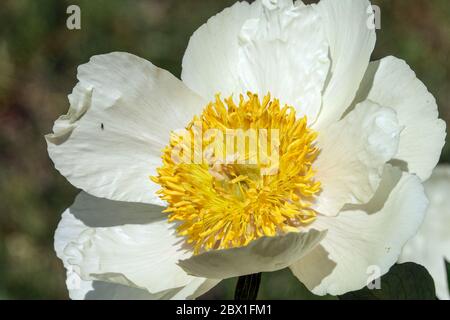 Paeonia Claire De Lune Stock Photo Alamy