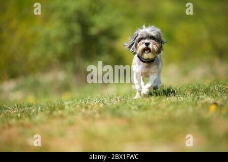 Adorable happy Bichon Havanese dog running on a green meadow against blurred, beautiful, natural background on a sunny day. Space for text Stock Photo