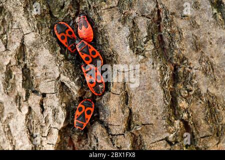 Extreme close up of five black and red Firebug insects (Pyrrhocoris apterus), four adults and one nymph on the last instar, in a tree trunk Stock Photo