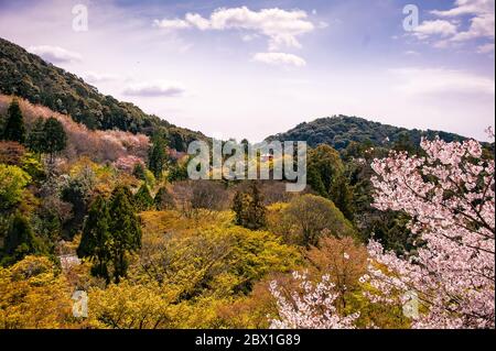 Cherry Blossom season 2019. Colourful landscape with blossom covered hillsides and Japanese Pagoda near the Kiyomizu-dera temple, Kyoto, Japan Stock Photo