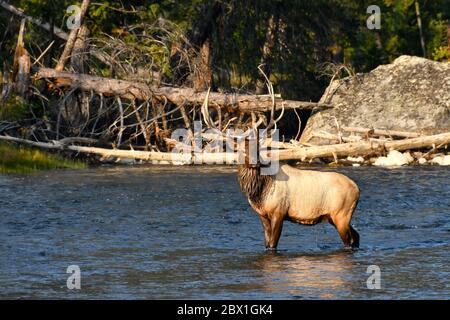 Bull Elk crossing the Madison River, in Yellowstone National Park. Stock Photo