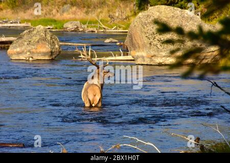 A single bull Elk in the fall crossing the cold Madison River in Yellowstone National Park. Stock Photo