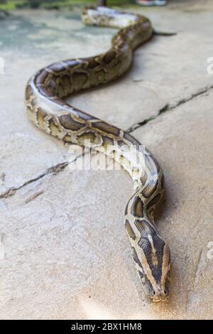 Close up of Boa Constrictor snake. Stock Photo