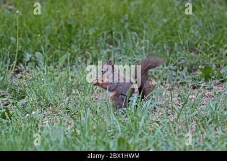 Brown squirrel standing on the grass in a city park Stock Photo