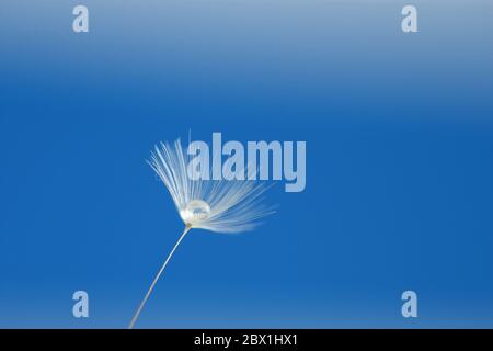 Water droplet on a single dandelion seed against a blue background Stock Photo