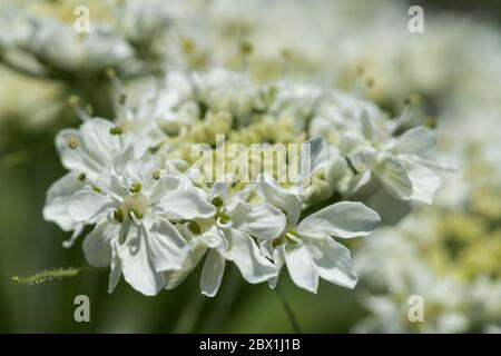 Flower of Cow Parsnip (Heracleum spec.) Stock Photo