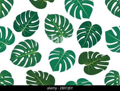 Seamless pattern of leaves Monstera isolated on white background. Stock Vector