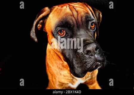German Boxer, portrait, Germany Stock Photo