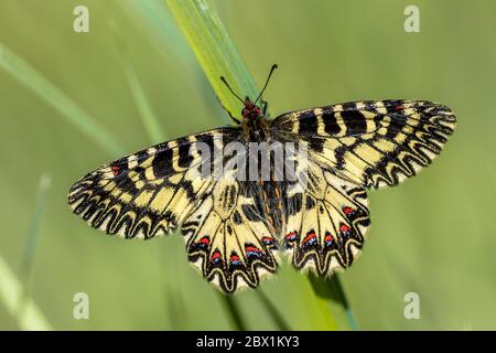 Southern festoon butterfly (Zerynthia polyxena) resting on grass in the morning sun in Tuscany, Italy, April. Stock Photo