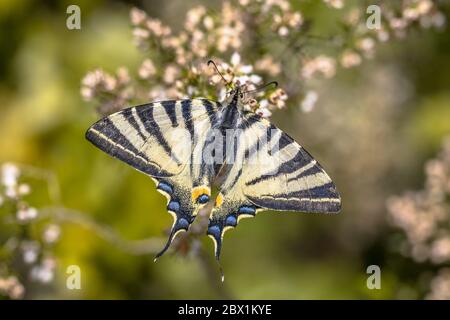 Scarce swallowtail (Iphiclides podalirius) feeding on Tree heath (Erica arborea) in Tuscany, Italy, April. Stock Photo
