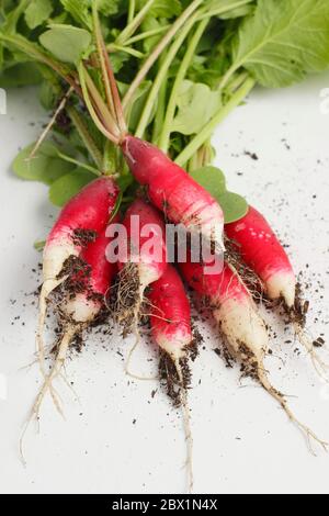 Radishes isolated cut out on white background. Raphanus sativus. Bunch of 'French Breakfast' radishes on white. UK Stock Photo