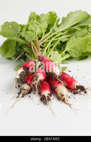 Radishes isolated cut out on white background. Raphanus sativus. Bunch of 'French Breakfast' radishes on white. UK Stock Photo