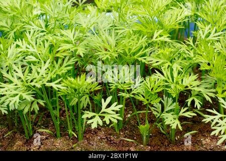 Daucus carota subsp. sativus 'Harlequin Mixed'. Carrot seedlings growing outdoors in a container in a domestic back garden. UK Stock Photo