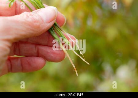 Daucus carota subsp. sativus. Thinning carrot seedling 'Harlequin Mixed'. Stock Photo