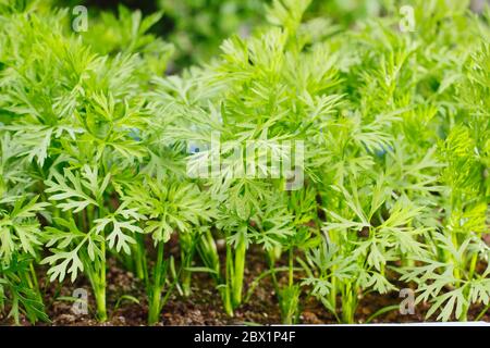 Daucus carota subsp. sativus 'Harlequin Mixed'. Carrot seedlings growing outdoors in a container in a domestic back garden. UK Stock Photo