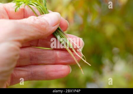 Daucus carota subsp. sativus. Thinning carrot seedling 'Harlequin Mixed'. Stock Photo