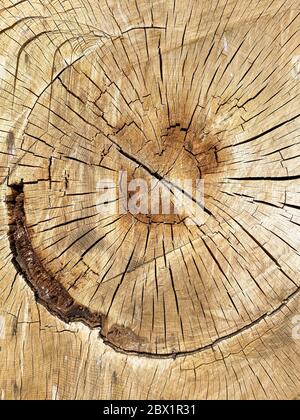 Detail of a felled tree, intended for the timber industry in the Netherlands.