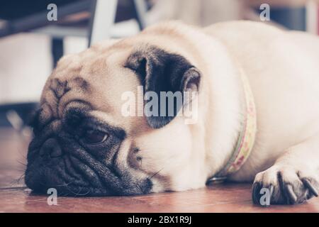 Close up face of cute pug puppy dog sleeping on wooden floor. Vintage tone Stock Photo