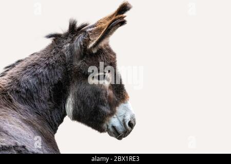 Close-Up Portrait Of brown Donkey, isolated on white background Stock Photo