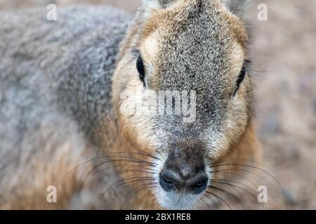 Patagonian mara cute large rodent rabbit-like animal's face close-up. Fauna, furry. Stock Photo