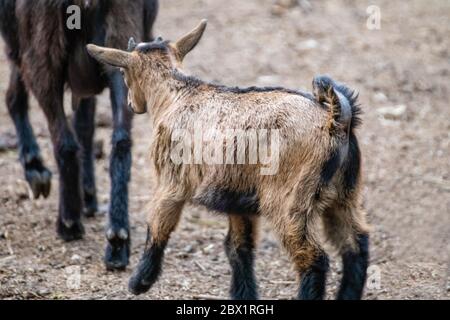 A cute playful baby brown goat walking after his mother in an animal farm yard Stock Photo