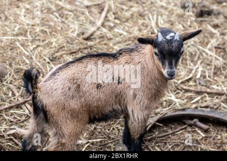 A cute young baby brown goat standing on straw in an animal farm yard Stock Photo