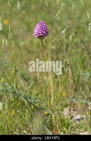 Pyramidal orchid, Anacamptis pyramidalis, orchis, wild orchids, Andalusia, Spain Stock Photo