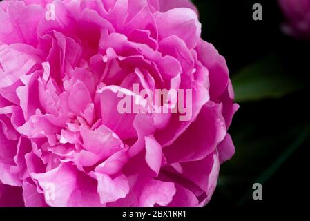 Dark pink peony flower head in garden, natural light Stock Photo