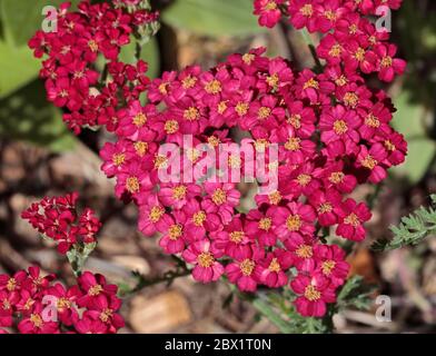 Achillea The Beacon Stock Photo