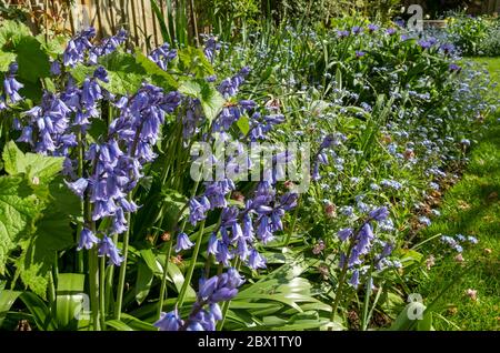 Cultivated bluebell bluebells blue flowering flowers centaurea and forget me nots growing in spring border England UK United Kingdom GB Great Britain Stock Photo