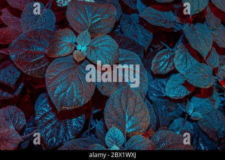 Creative Fluorescent Color Layout Of leaves. Neon Infrared Ultraviolet Colors. Nature Design Concept flat lay Stock Photo