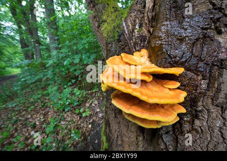 Schwefel-Porling, Schwefelporling, Gemeiner Schwefelporling, an Eiche, an einem Eichenstamm, Porling, Laetiporus sulphureus, sulphur polypore, sulphur Stock Photo