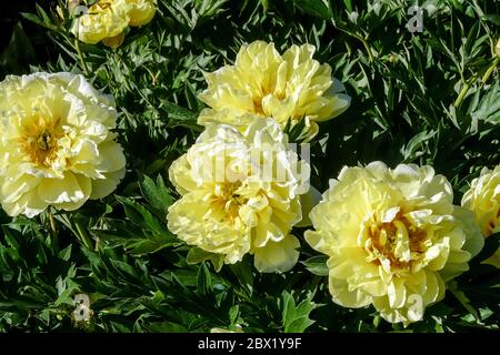 Yellow Peony Bartzella Peonies Paeonia Stock Photo